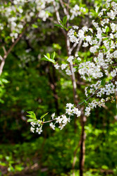 Similar image 3055028