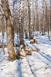 Similar image 3061453