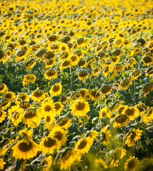 Similar image 3557269