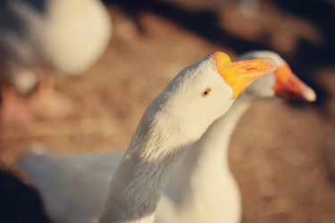 Similar image 3597052