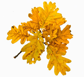 Similar image 3687092