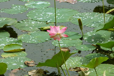 Similar image 4037712