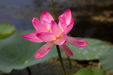 Similar image 4037736