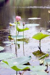 Similar image 4037888