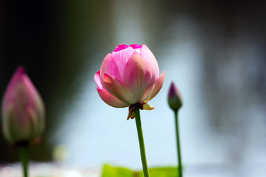 Similar image 4037974