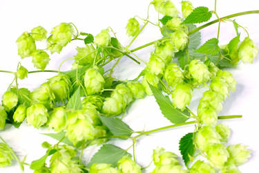 Similar image 4042526