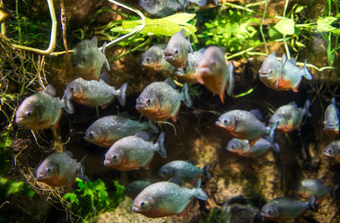 Similar image 4133340