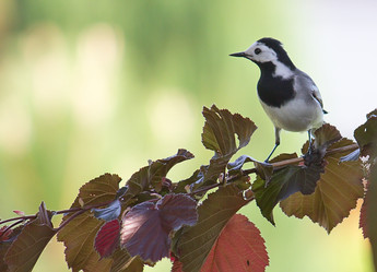 Similar image 4541436