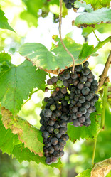 Similar image 5442331