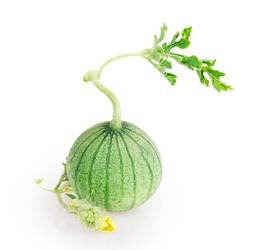 Similar image 5443005