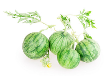 Similar image 5443006