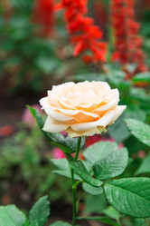 Similar image 5443083