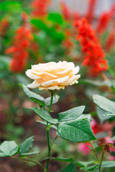 Similar image 5443084