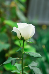 Similar image 5443086