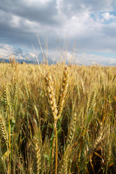 Similar image 5444067