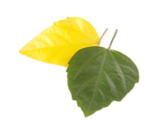 Similar image 5444275