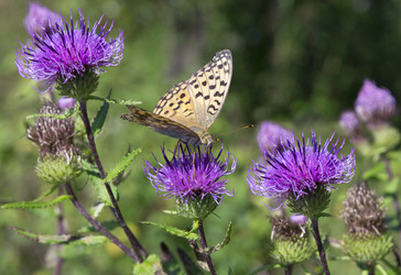 Similar image 5445729