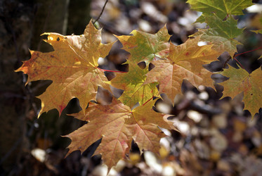 Similar image 5462244