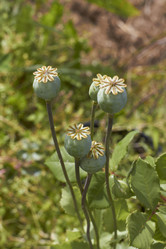 Similar image 5462562