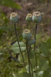 Similar image 5462564