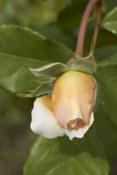 Similar image 5465043