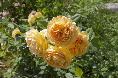 Similar image 5465074