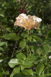 Similar image 5465076