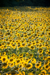 Similar image 5479925