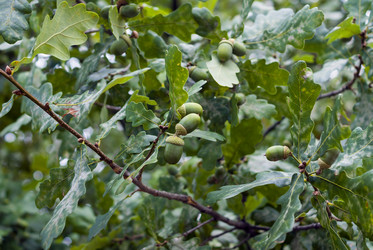 Similar image 5481117