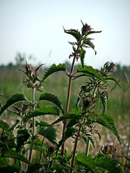 Similar image 5482866