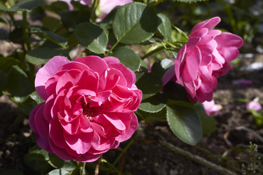 Similar image 5483674