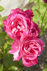 Similar image 5483713