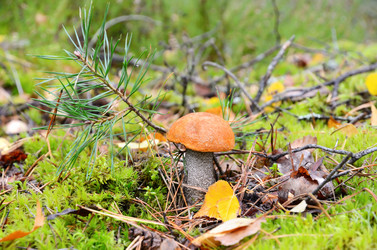 Similar image 5483845