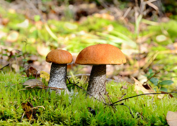 Similar image 5483850