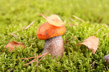 Similar image 5483852