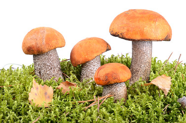 Similar image 5483853