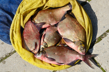 Similar image 5483854