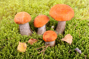 Similar image 5483855