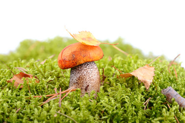 Similar image 5483859