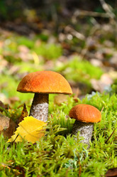 Similar image 5483882