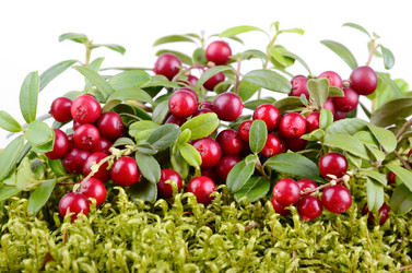 Similar image 5483890