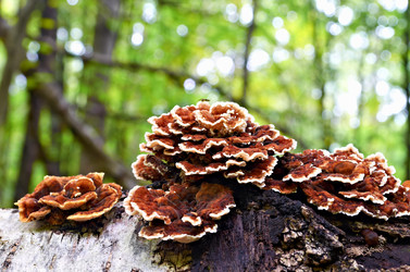 Similar image 5484973