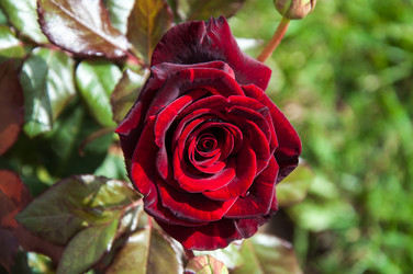 Similar image 5485210