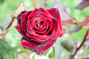 Similar image 5485211