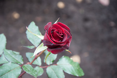 Similar image 5485213