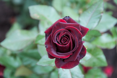 Similar image 5485216