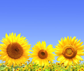 Similar image 5485547