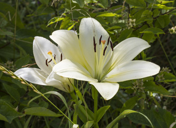 Similar image 5487260