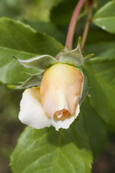 Similar image 5487384