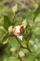 Similar image 5487385